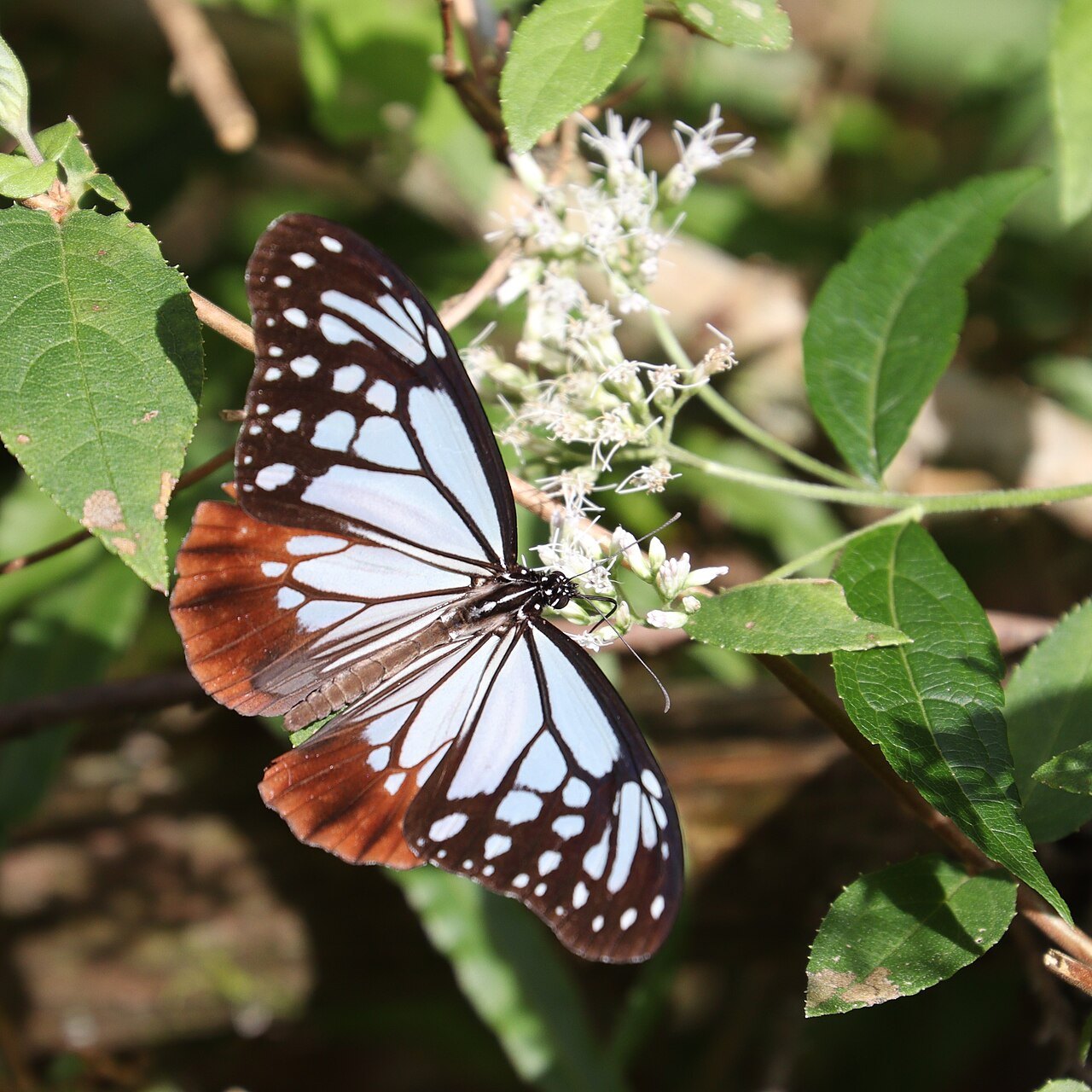 三重県の藤原岳でフジバカマ属の花に止まるアサギマダラ