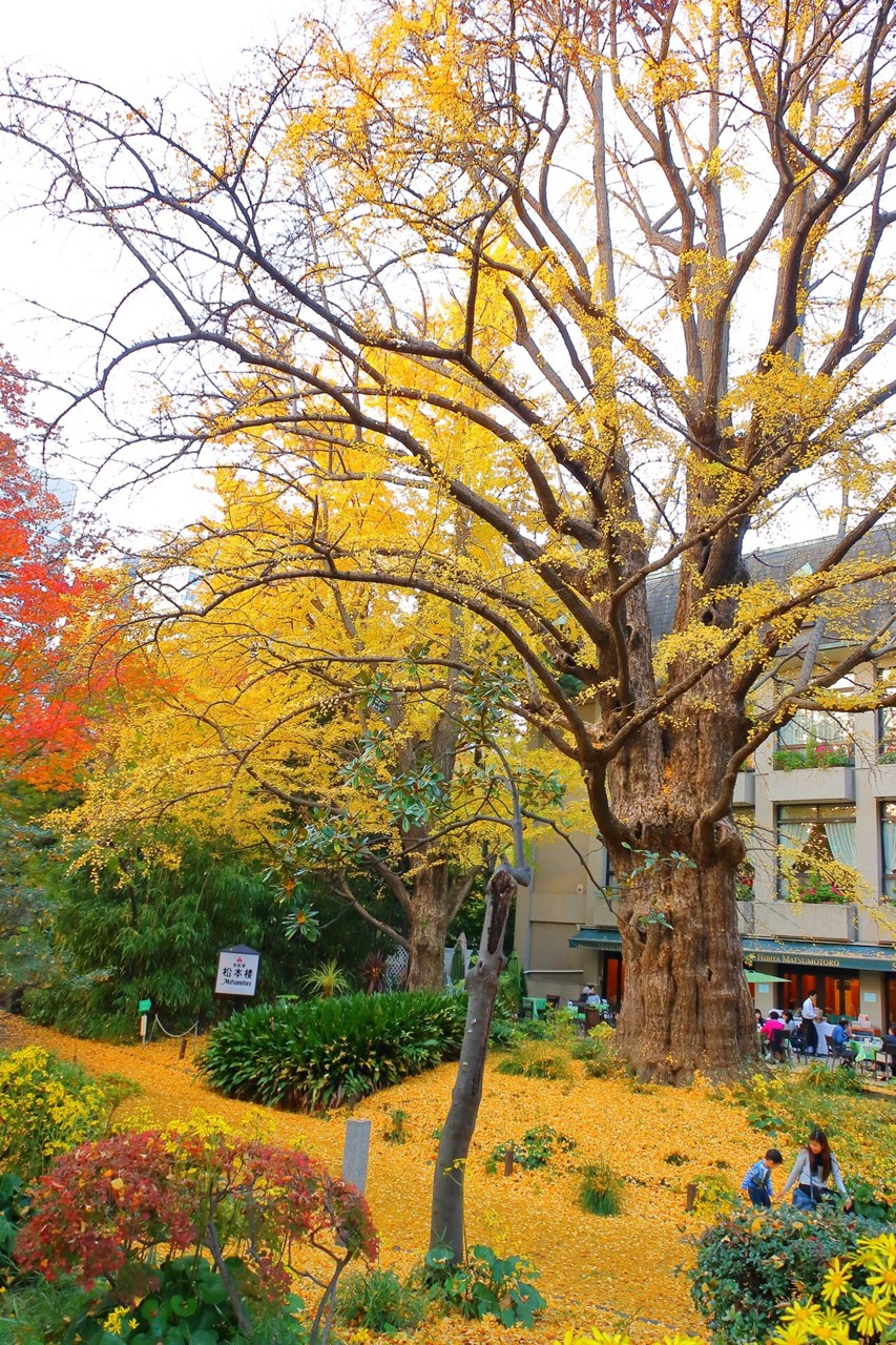 日比谷公園のイチョウの木