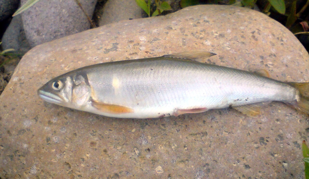 岸の石の上に置かれたアユの成魚