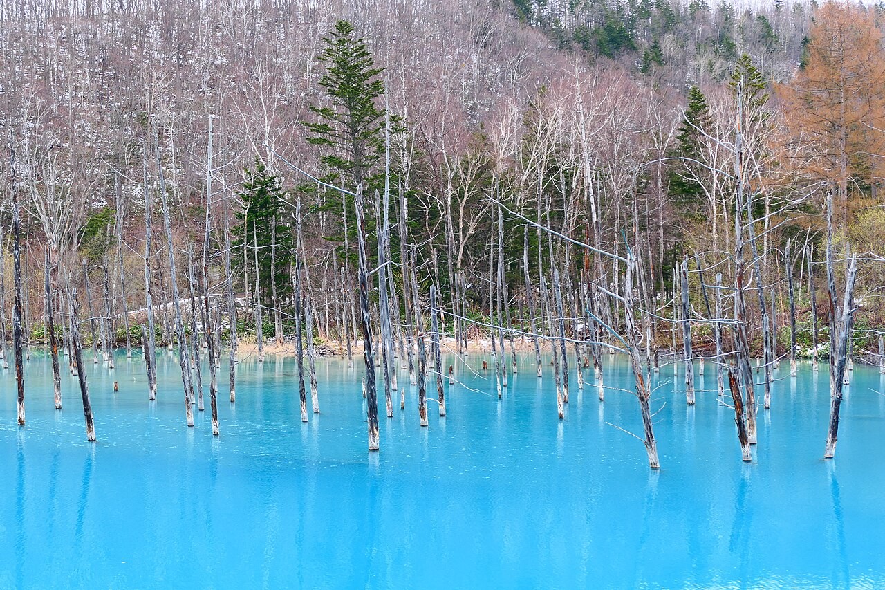 青い水面に立ち枯れた木が並ぶ白金青い池