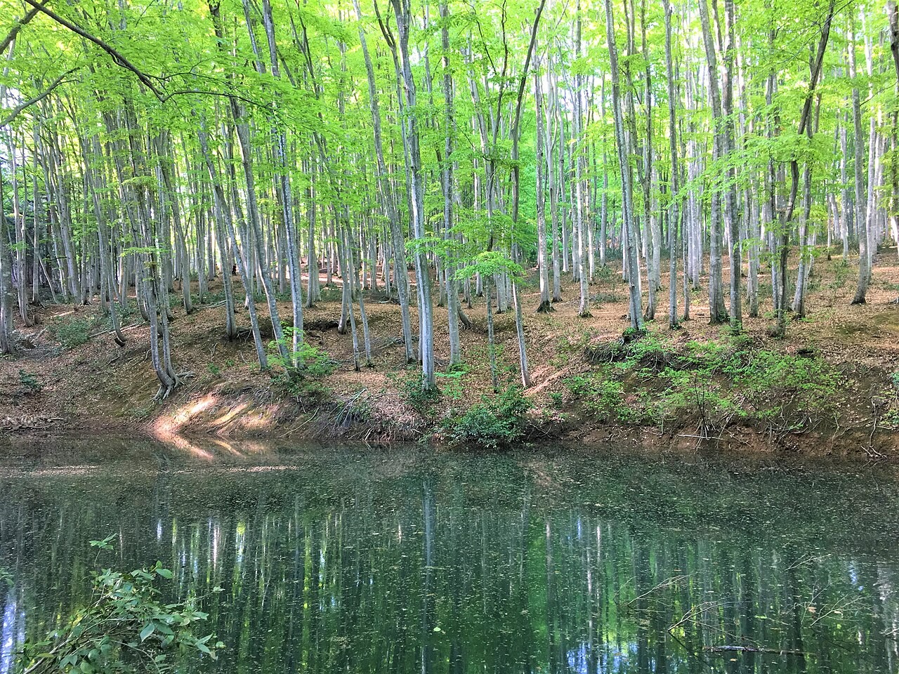 細い幹のブナが並ぶ美人林
