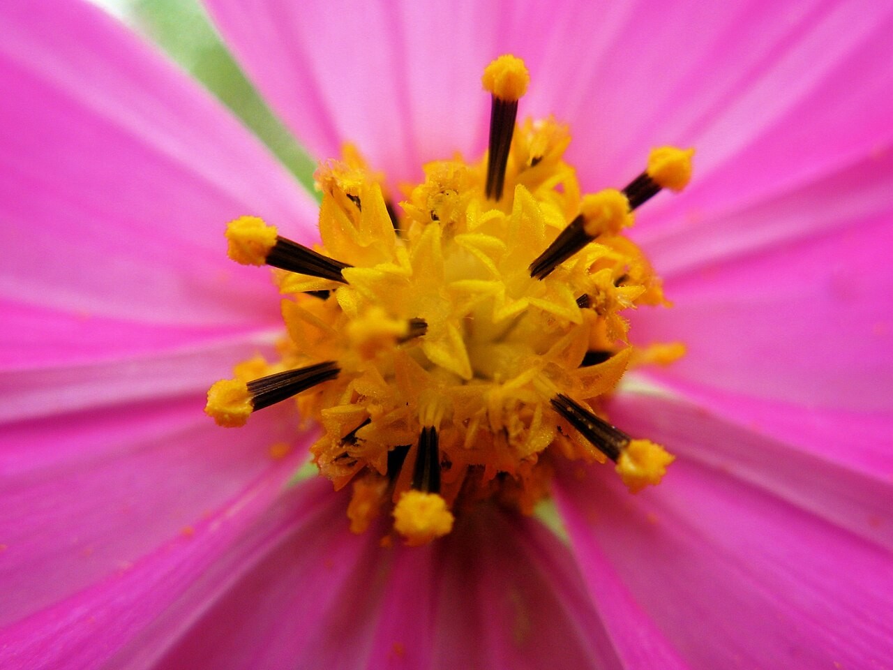 ピンクのコスモスの中心に集まる、黄色い小さな花