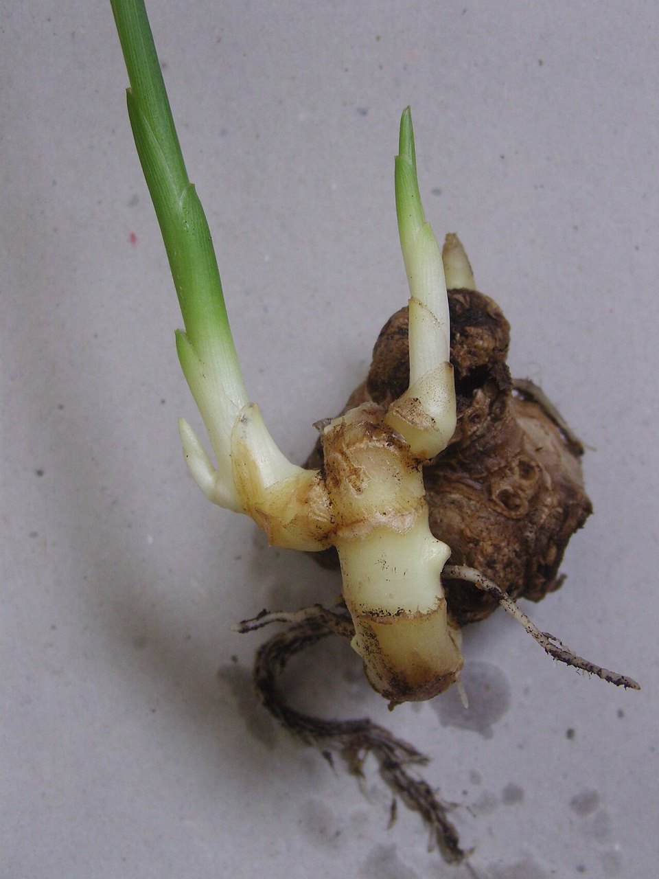 芽と細い根が伸びたショウガの根茎