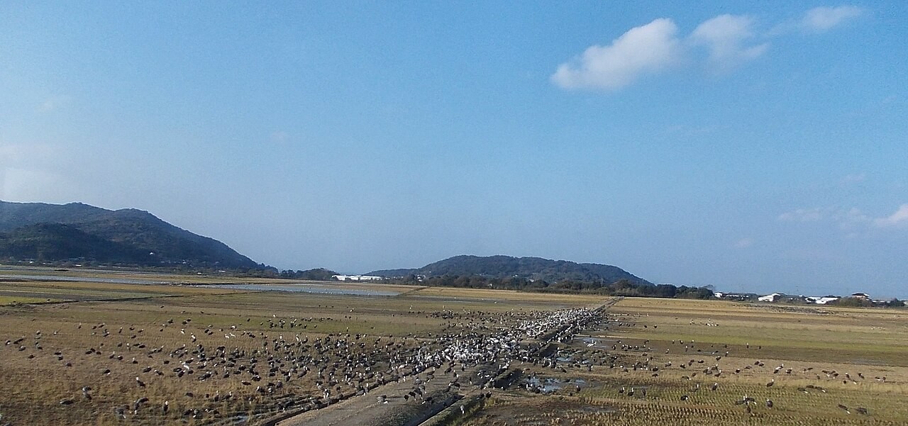 出水ツル渡来地の広い農地に集まるツル