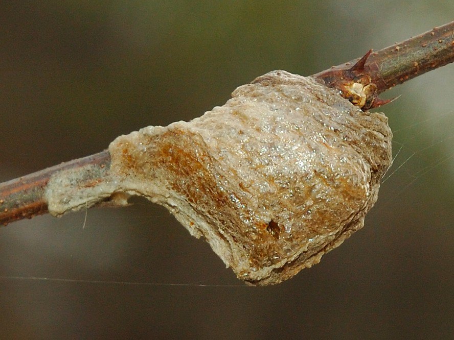 枝に付いたオオカマキリの卵鞘