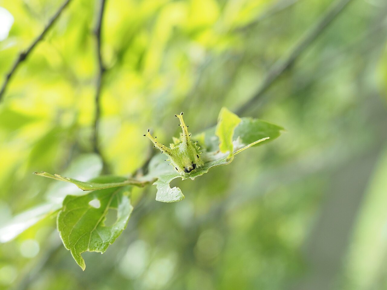 エノキの葉のそばにいる緑色のオオムラサキの幼虫