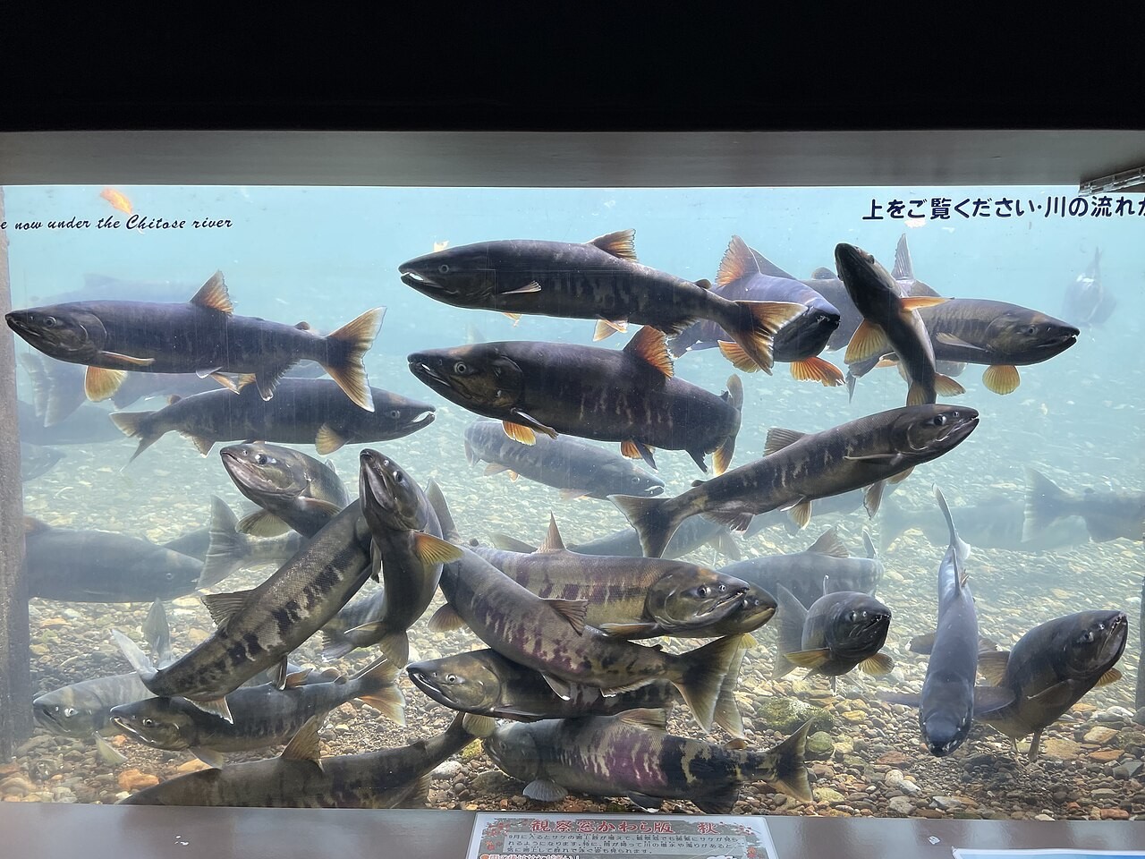千歳川の水中観察窓から見えるサケの群れ