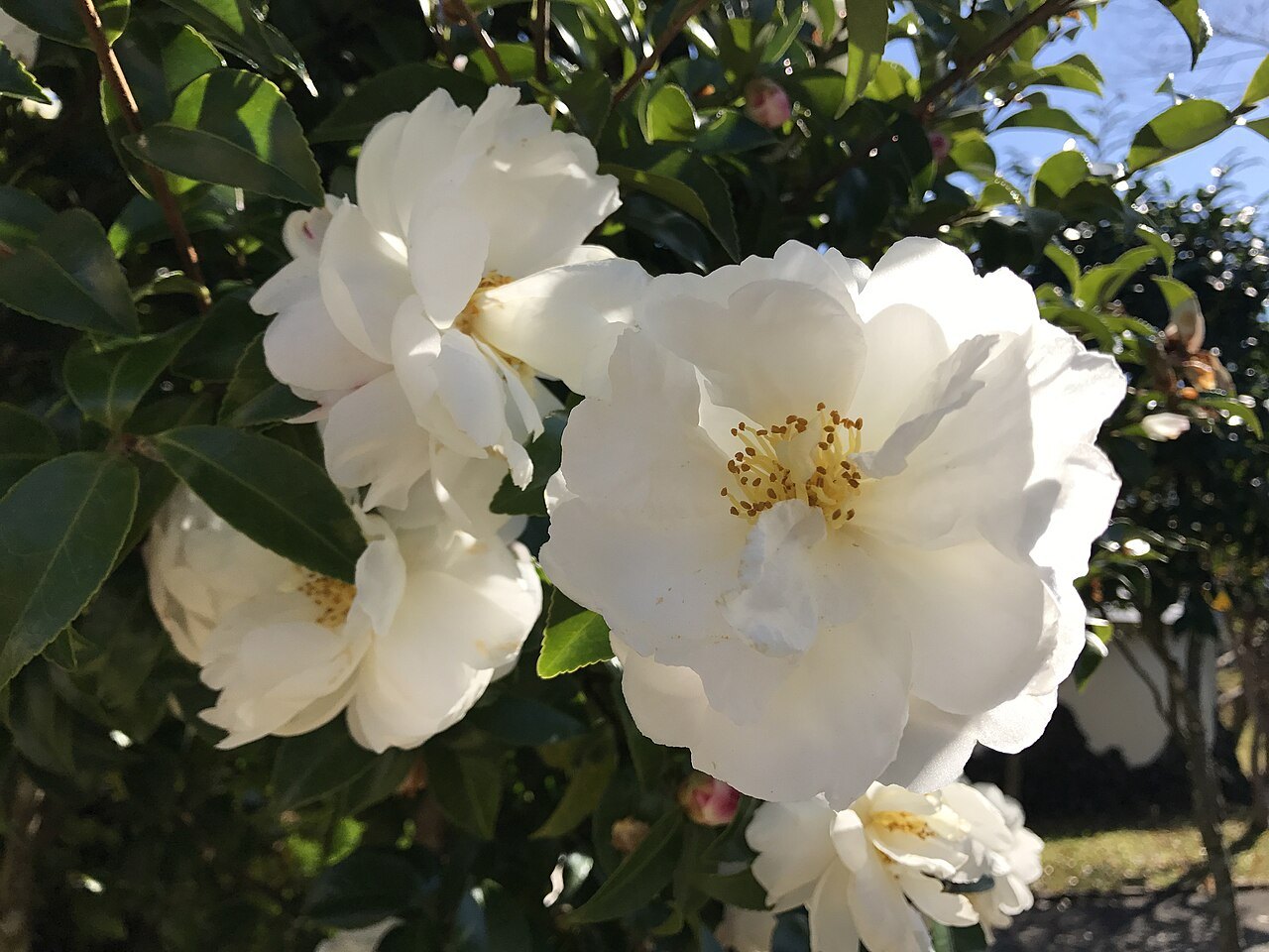 枝先に開いた白いサザンカの花