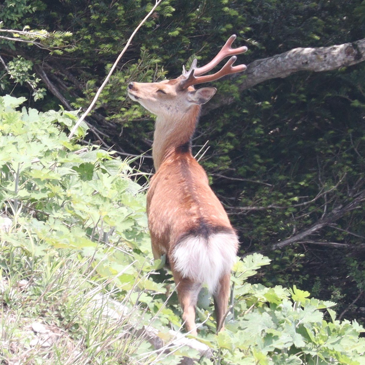 伊吹山で成長途中の角を付けた雄のニホンジカ