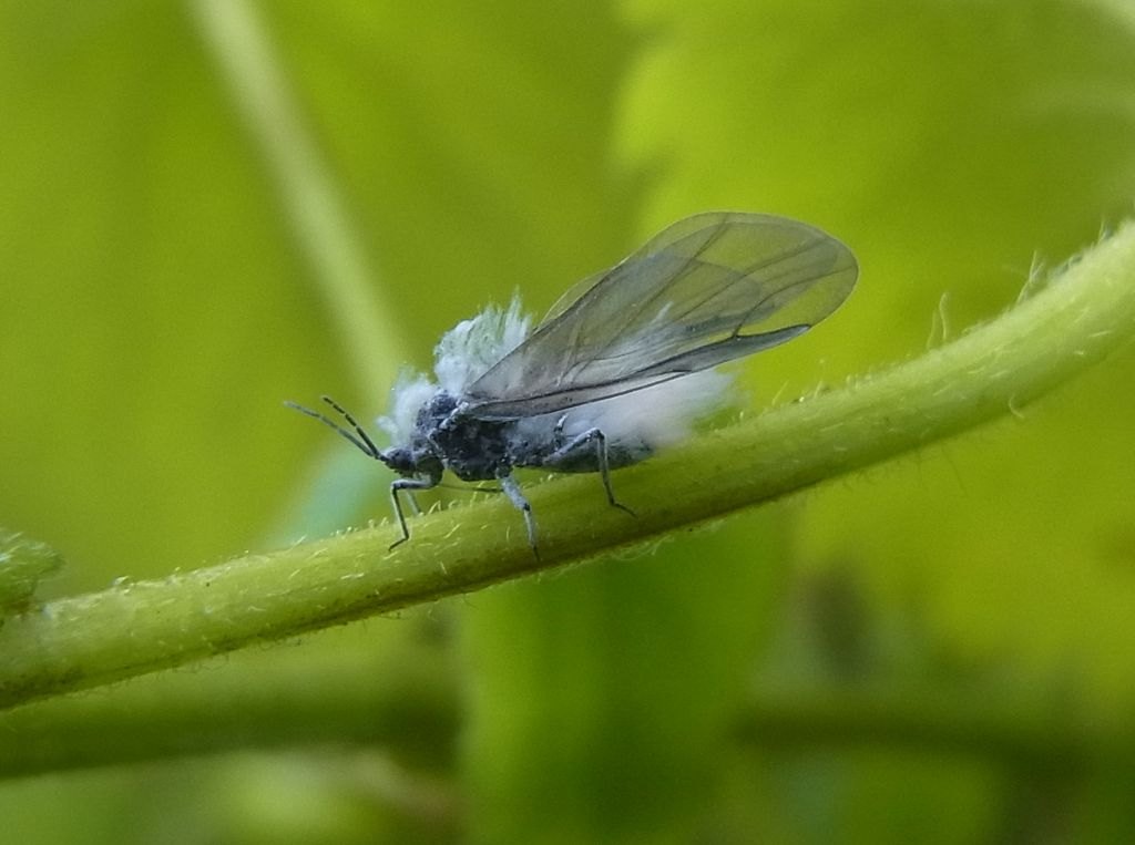 白い綿状の物質をまとうトドノネオオワタムシの有翅虫