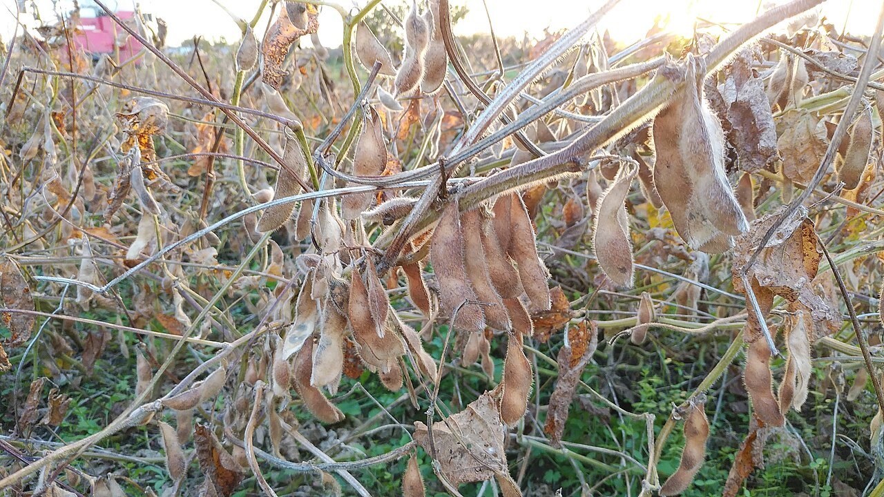 収穫前の大鉄砲大豆に着いた茶色い莢