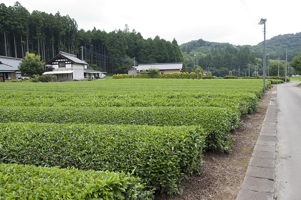 茨城県城里町に広がる緑の茶畑