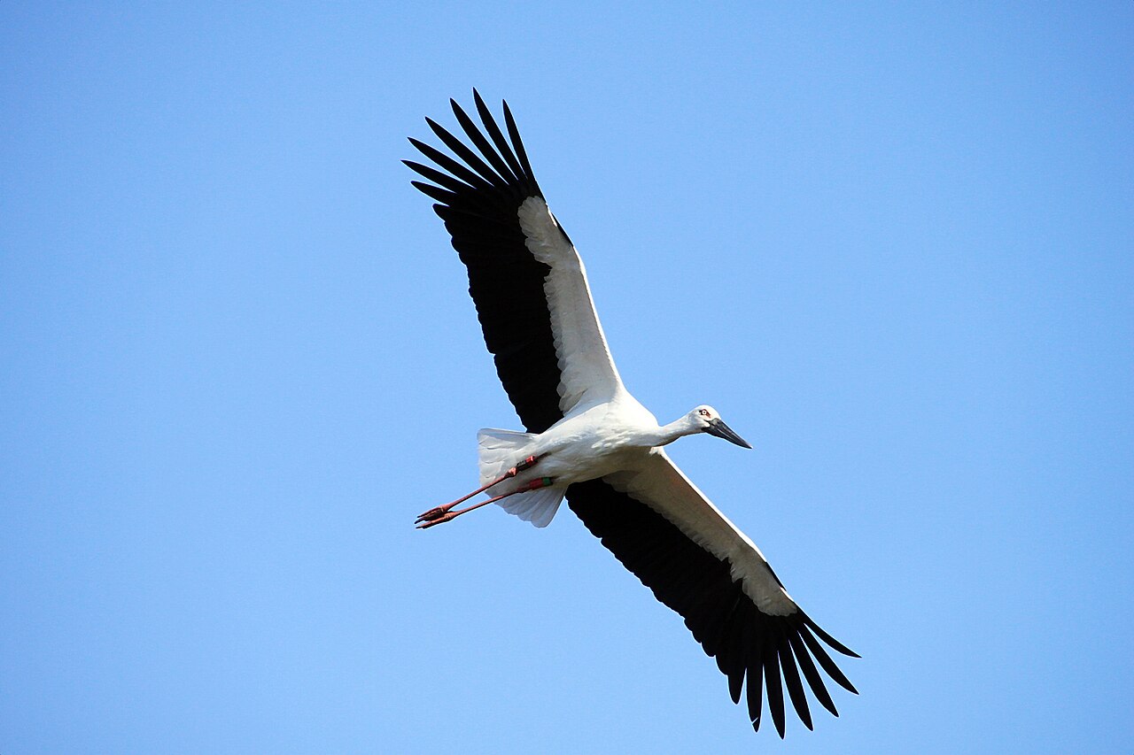 青空を翼を広げて飛ぶ、豊岡のコウノトリ