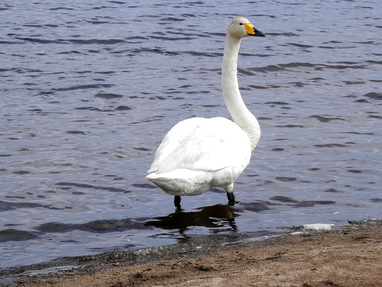 ウトナイ湖の岸辺にいるハクチョウ