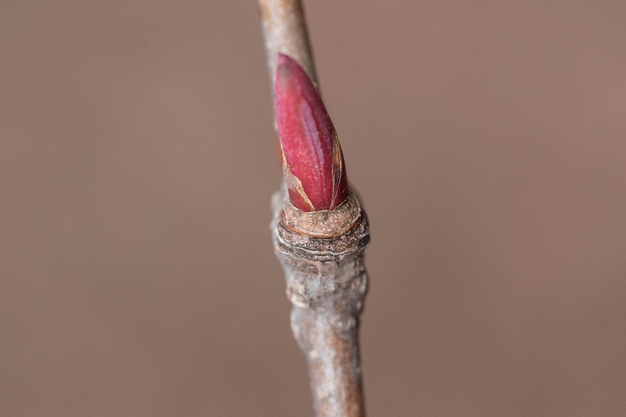 枝先にある赤いハウチワカエデの芽